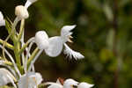 White fringed orchid